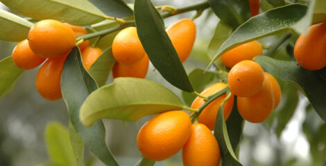 Kumquats ー Der perfekte mini Zitrus